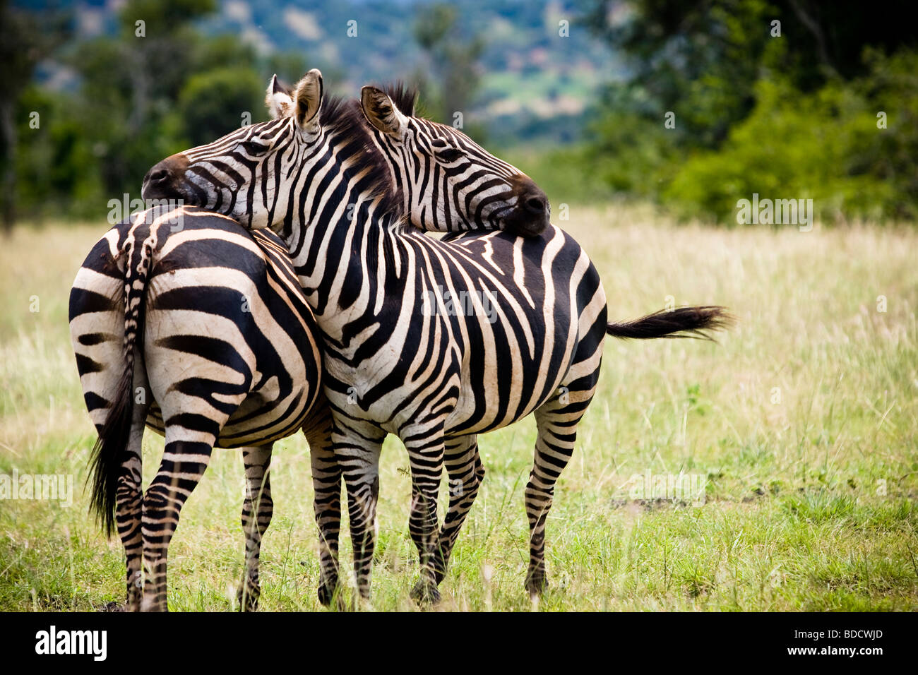 Two zebras in Africa wild resting with one another in their natural habitat Stock Photo