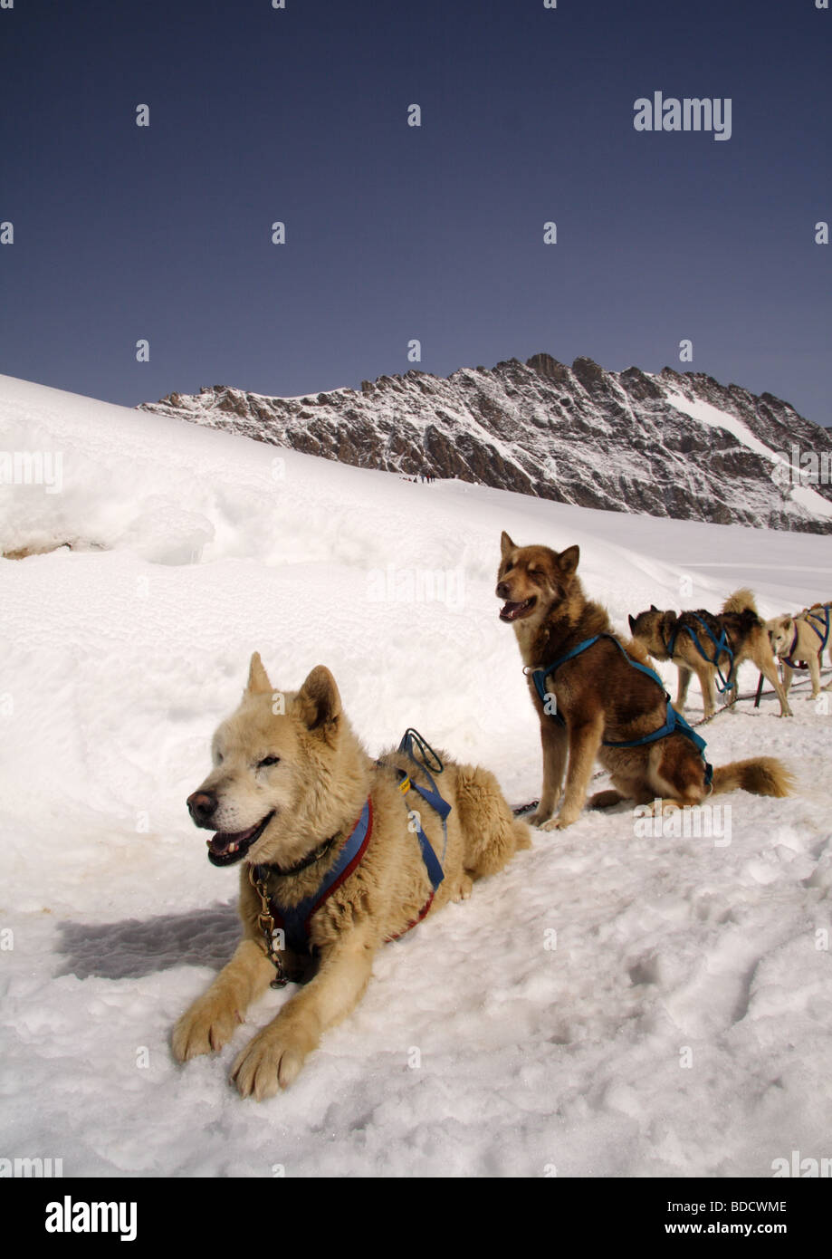 Schlittenhund High Resolution Stock Photography and Images - Alamy