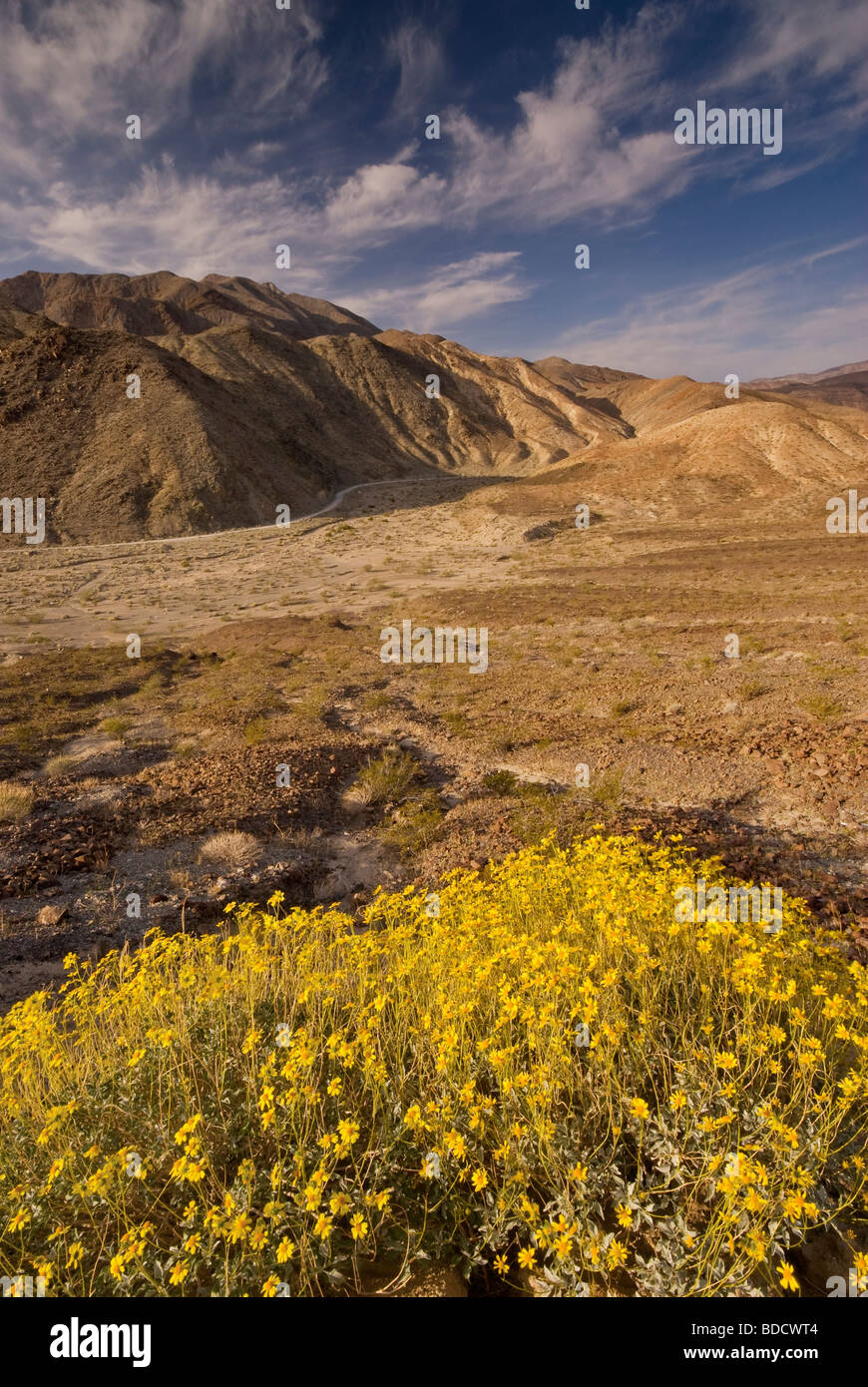 Death valley wildflowers hi-res stock photography and images - Alamy
