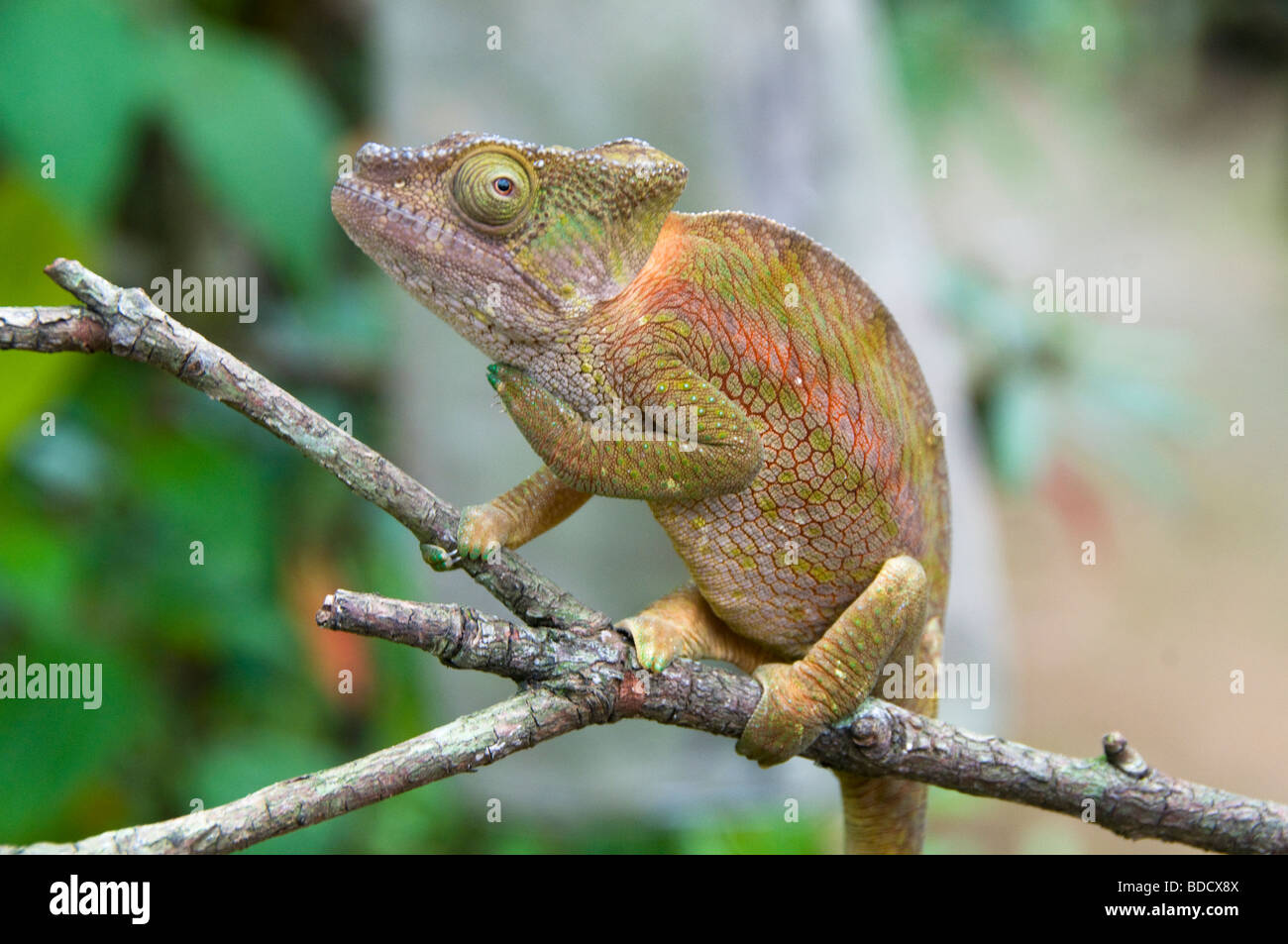 Globifer chameleon (calumma globifer) in Ankarana National Park in Madagascar Stock Photo