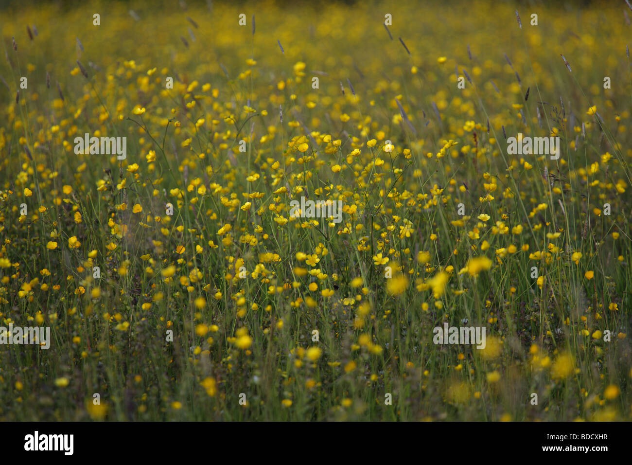 Buttercups growing in a field, UK Stock Photo