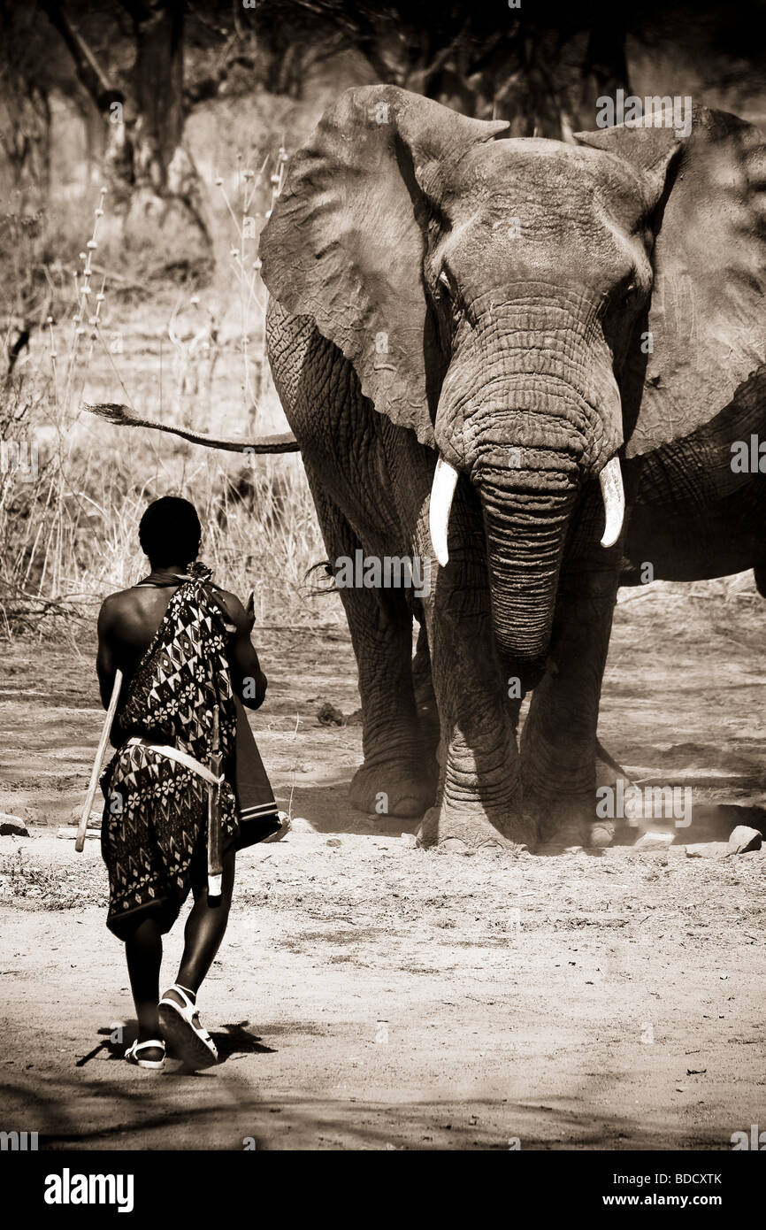 Masai man approaches wild elephant very closely in face to face confrontation to drive it away Stock Photo