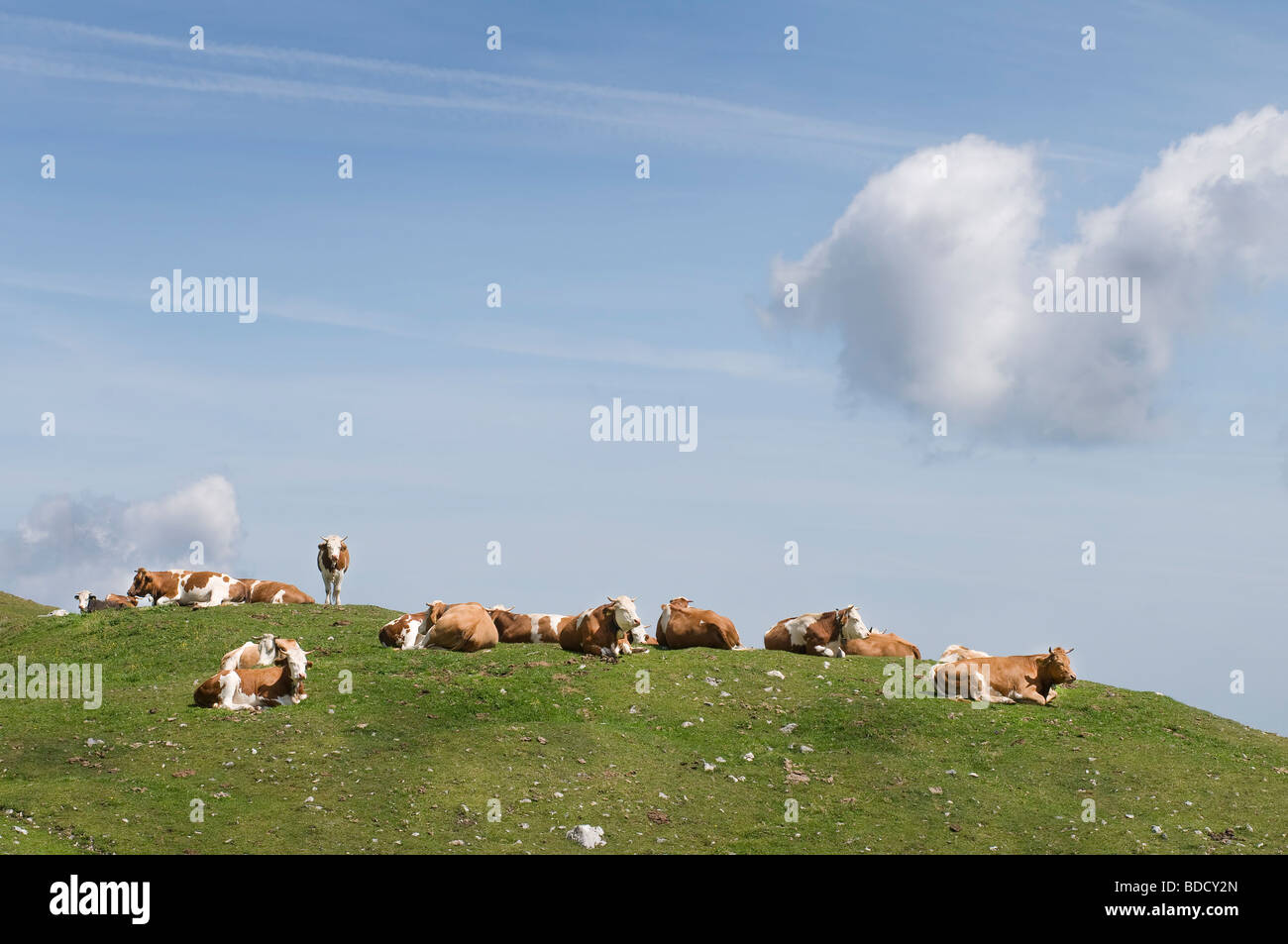 cow in an alpine Pasture in Austria Stock Photo