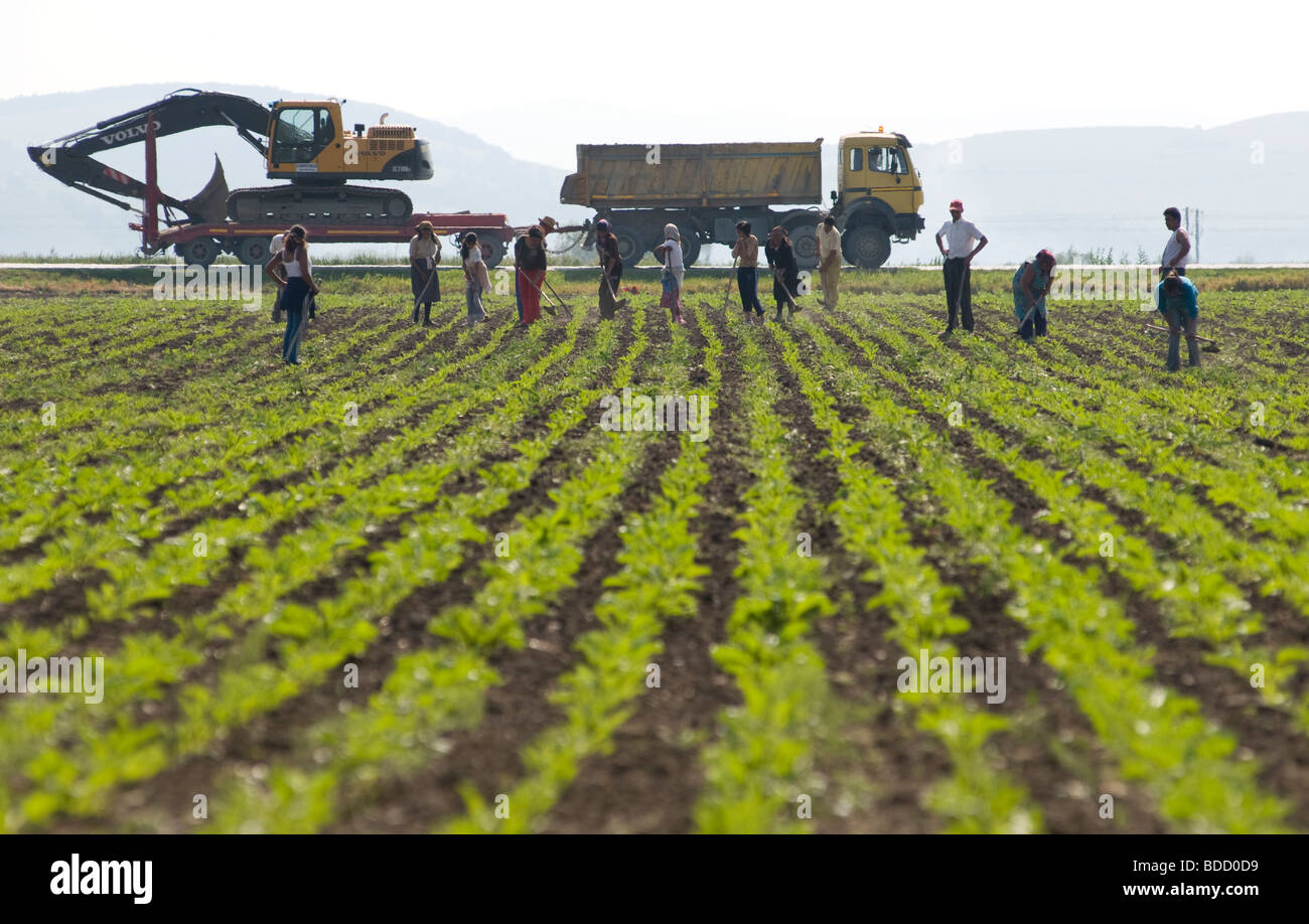 day labourers working at land north of Bucharest, Romania Stock Photo