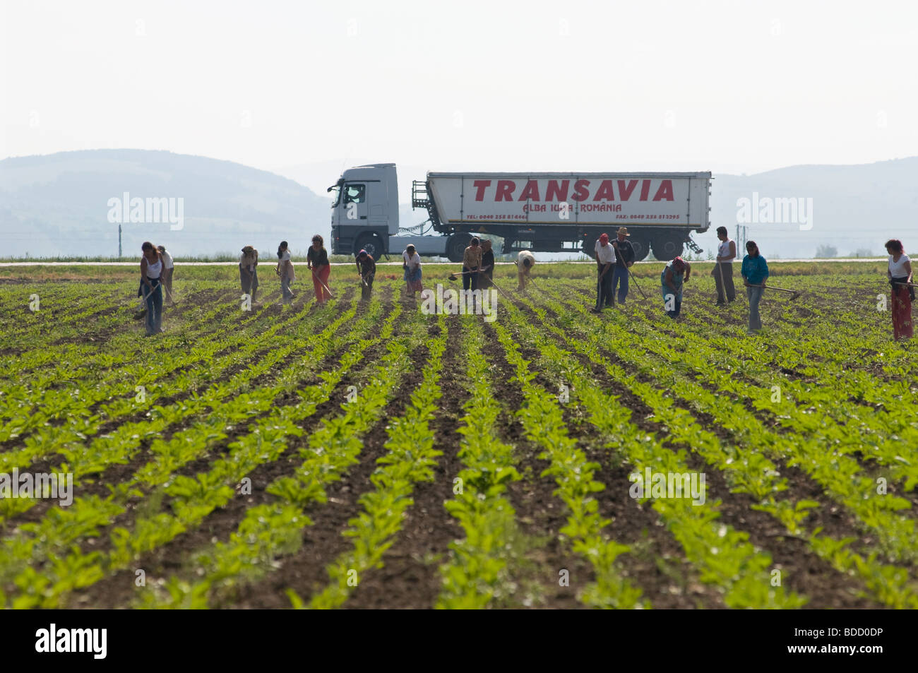 Day labourers working at land north of Bucharest, Romania Stock Photo