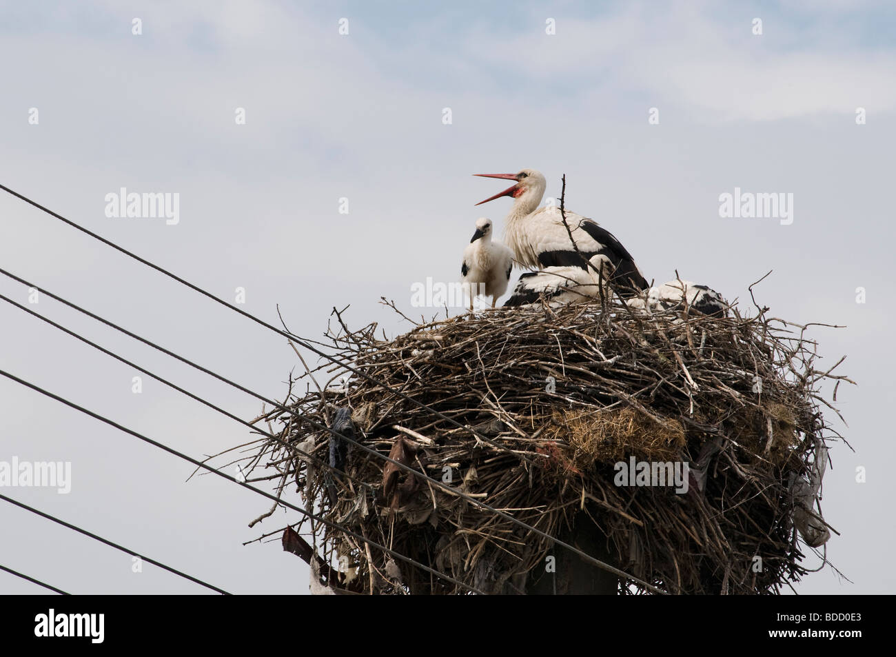 Stork with little storks Stock Photo