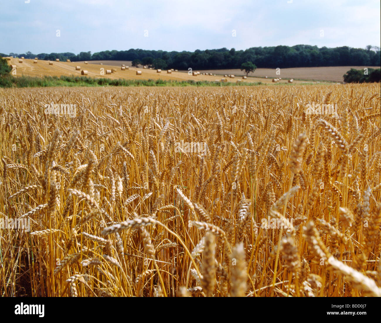 Wheat fields ready for harvest Stock Photo - Alamy