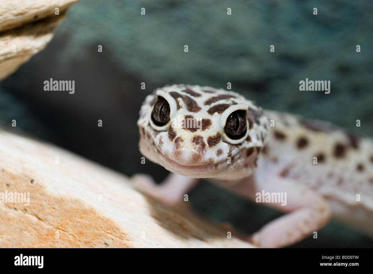 gecko, nature eublepharis lizard, dragon, camouflage color, leopard gecko terrarium, white pet, primitive, reptile iguana Stock Photo