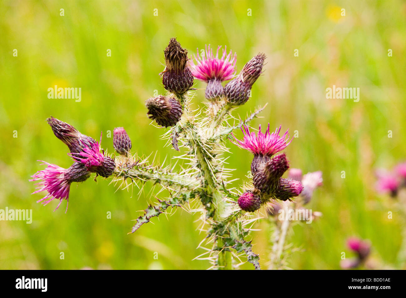 Thistle scotland emblem hires stock photography and images Alamy