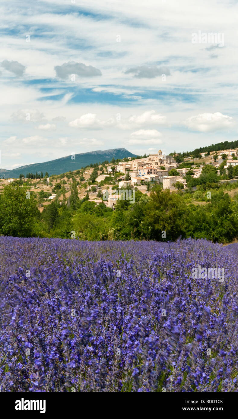 Lavender fields at Aurel, Provence, France Stock Photo