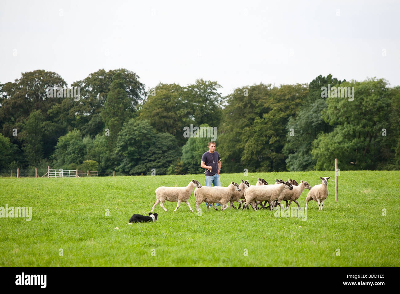 Sheep Dog Trial Stock Photo