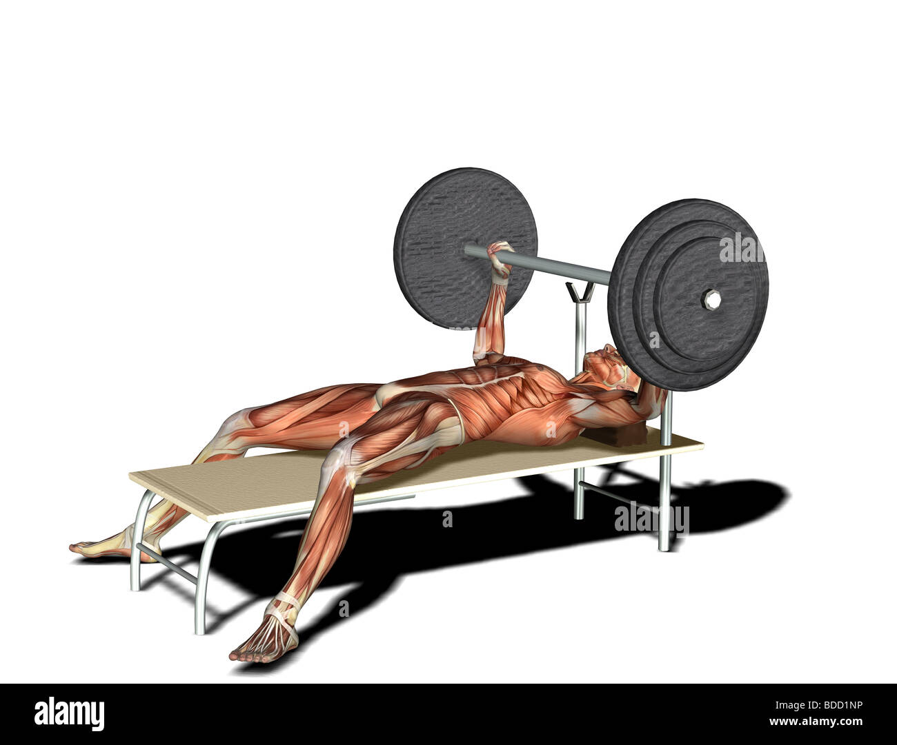 muscle man as weightlifter Stock Photo