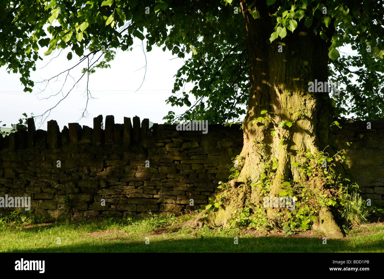 Lime tree in rural garden (Tilia genus) Buckinghamshire England UK
