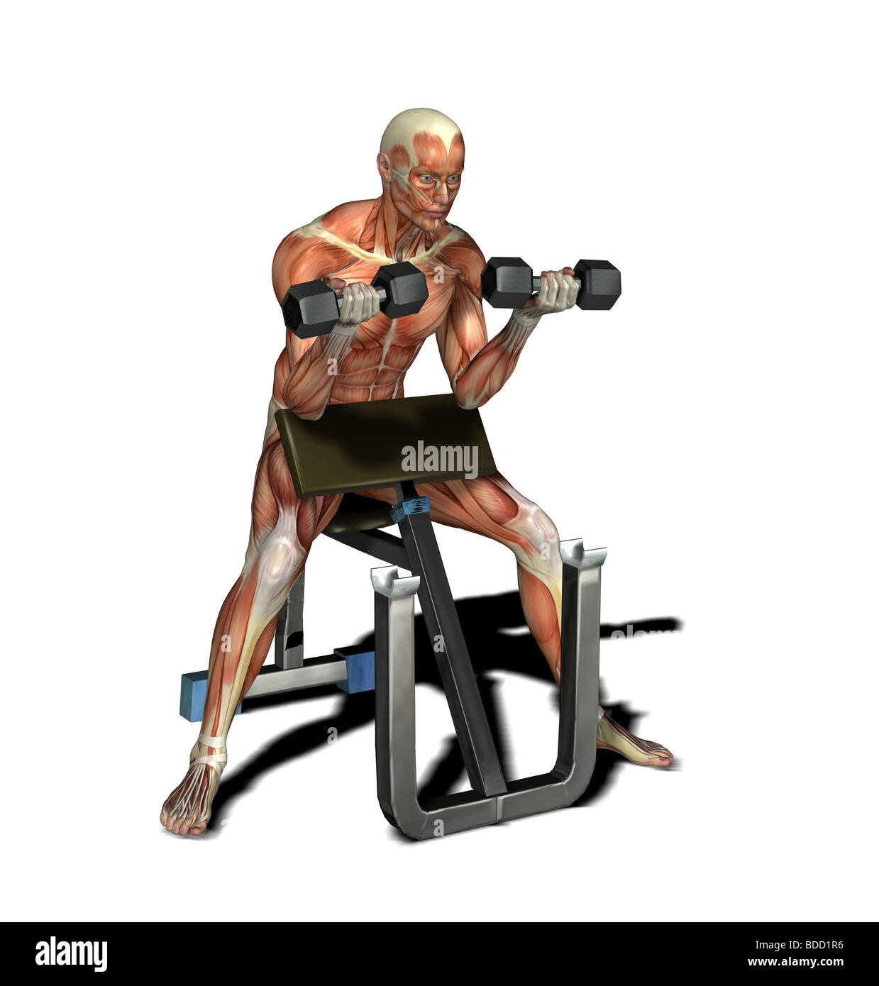 muscle man with barbell Stock Photo
