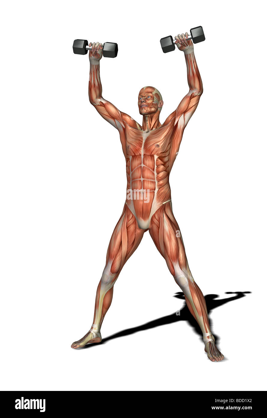 muscle man with barbell Stock Photo