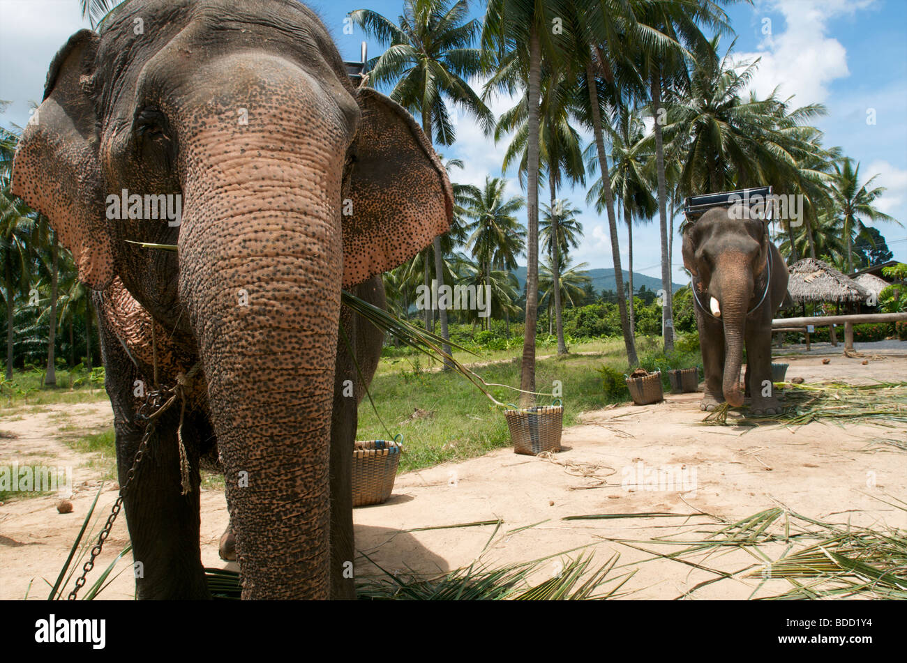two elephants feeding on palm leaves on the island of Koh Samui Thailand Stock Photo