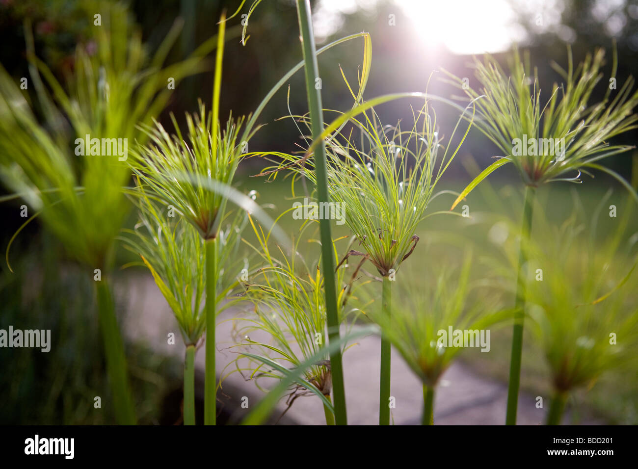 Papyrus Flowers Stock Photo Alamy