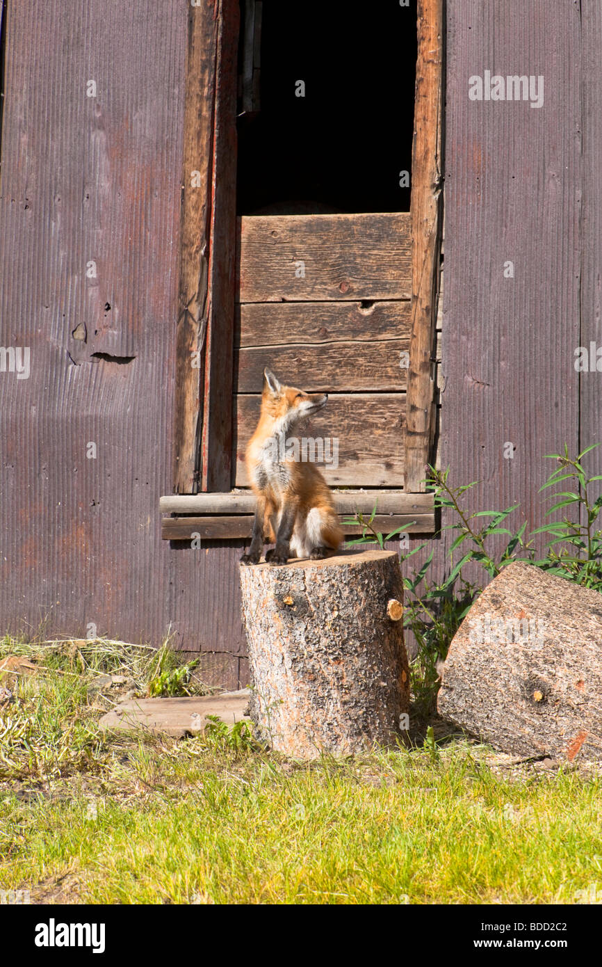 A Juvenile Red Fox Kit watching from its home (Vulpes vulpes) Stock Photo