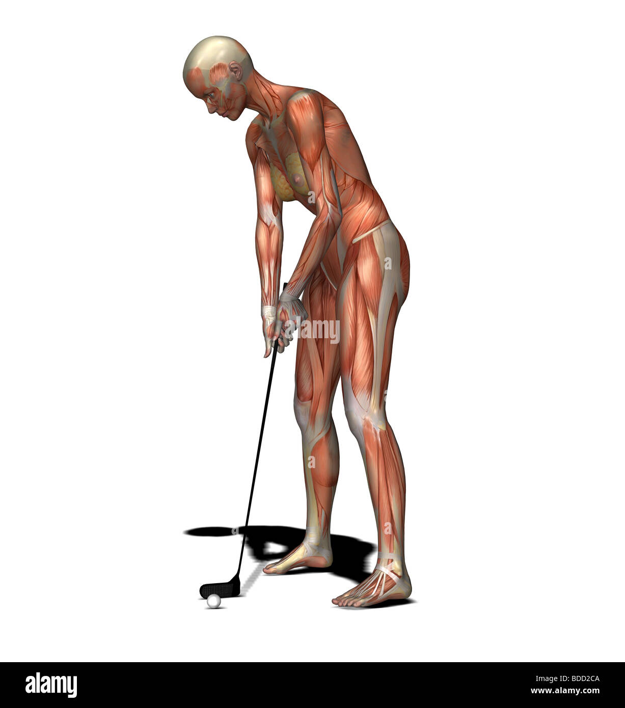 muscle woman as golfer with putting golf club Stock Photo