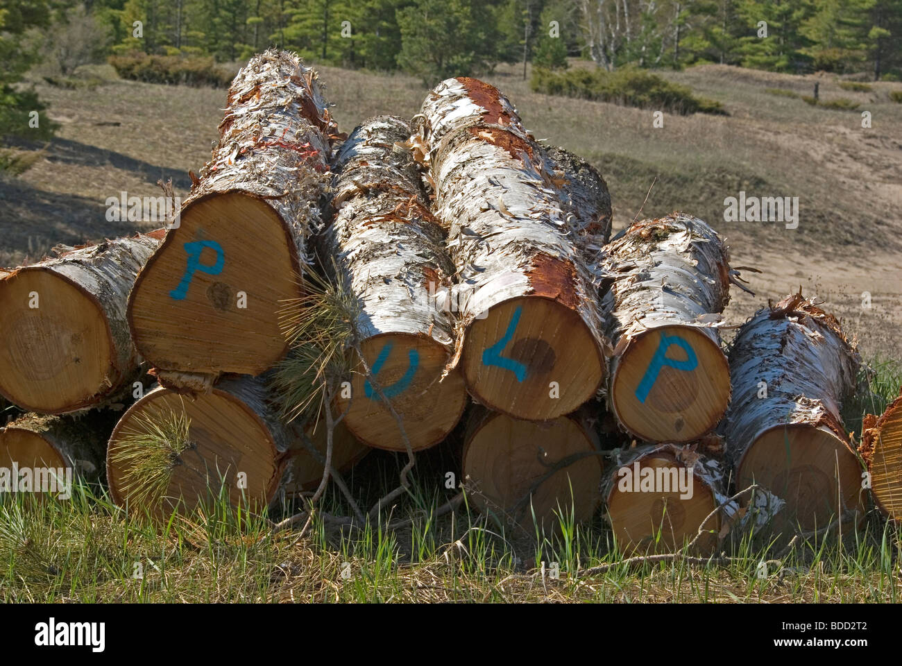 Pulp wood pulpwood birch logs hires stock photography and images Alamy