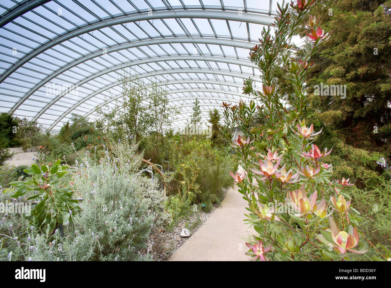 Tropical Greenhouse, South Wales, UK Stock Photo Alamy