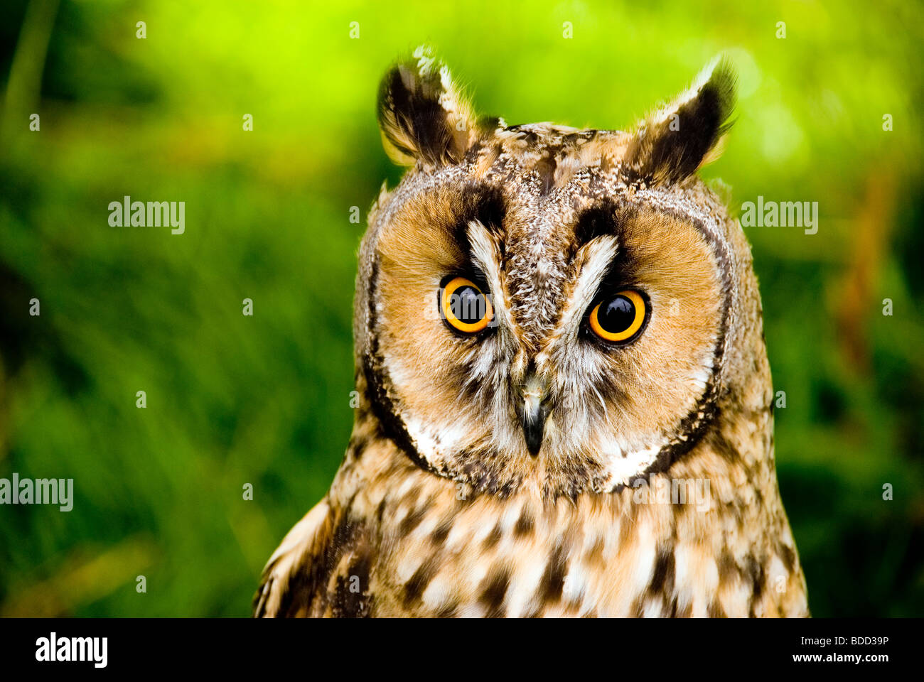 Long ear owl headshot Stock Photo