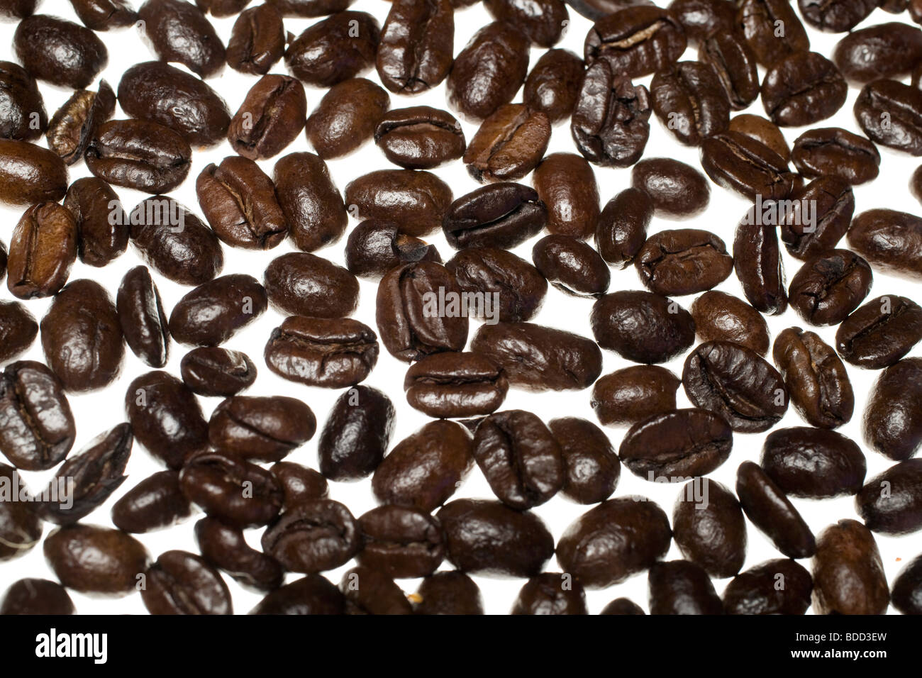 Roasted Arabica Coffee Beans on a Lightbox Stock Photo - Alamy
