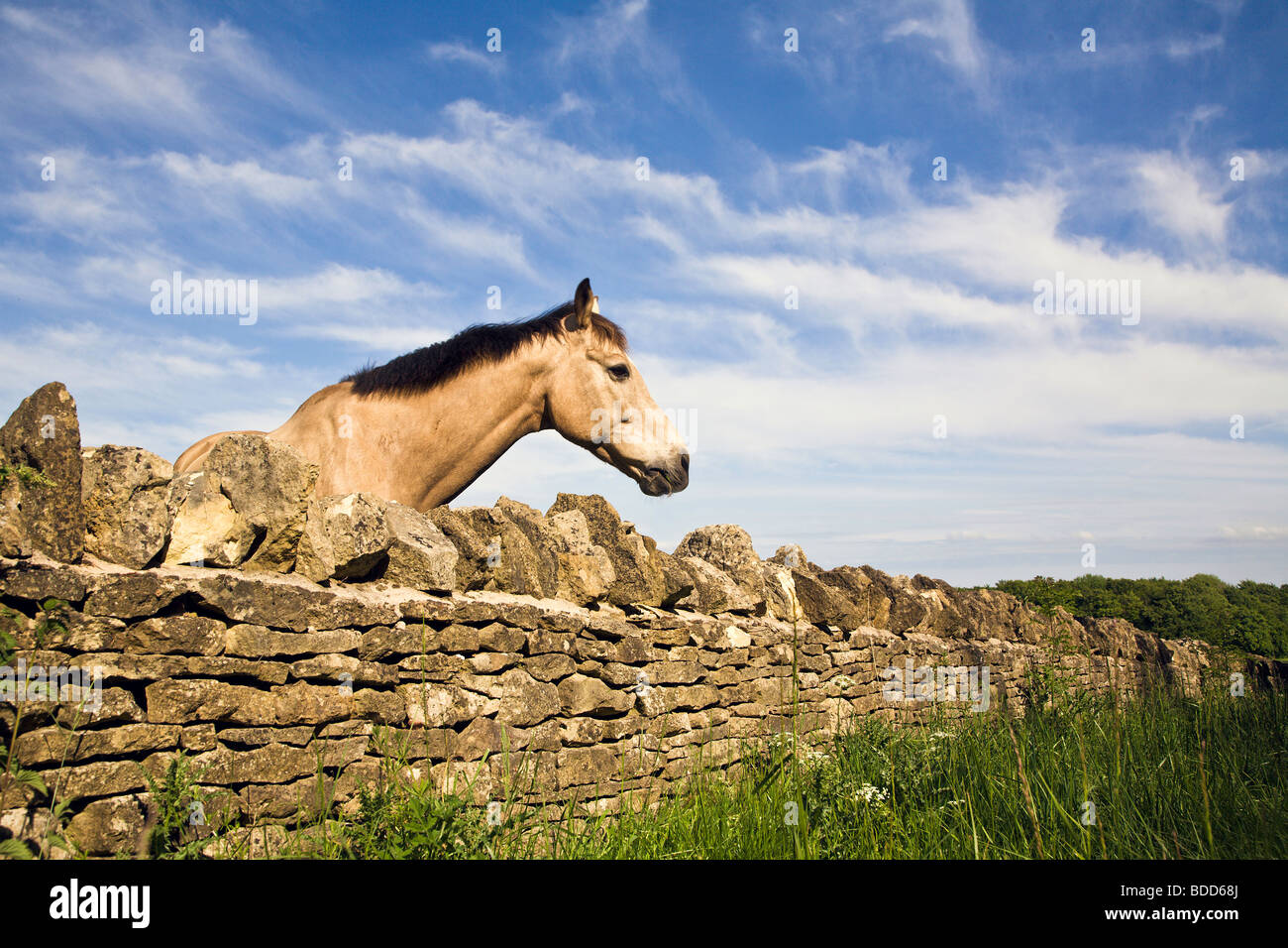Horse looking over dry stone wall in the summer in the Cotswolds, United Kingdom Stock Photo