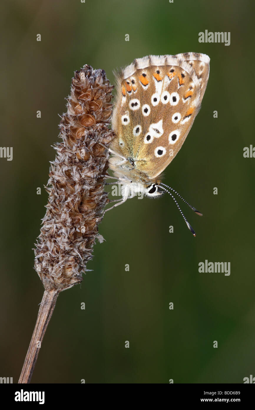 Female Chalkhill Blue Butterfly, Lysandra coridon, Hampshire, England, UK Stock Photo