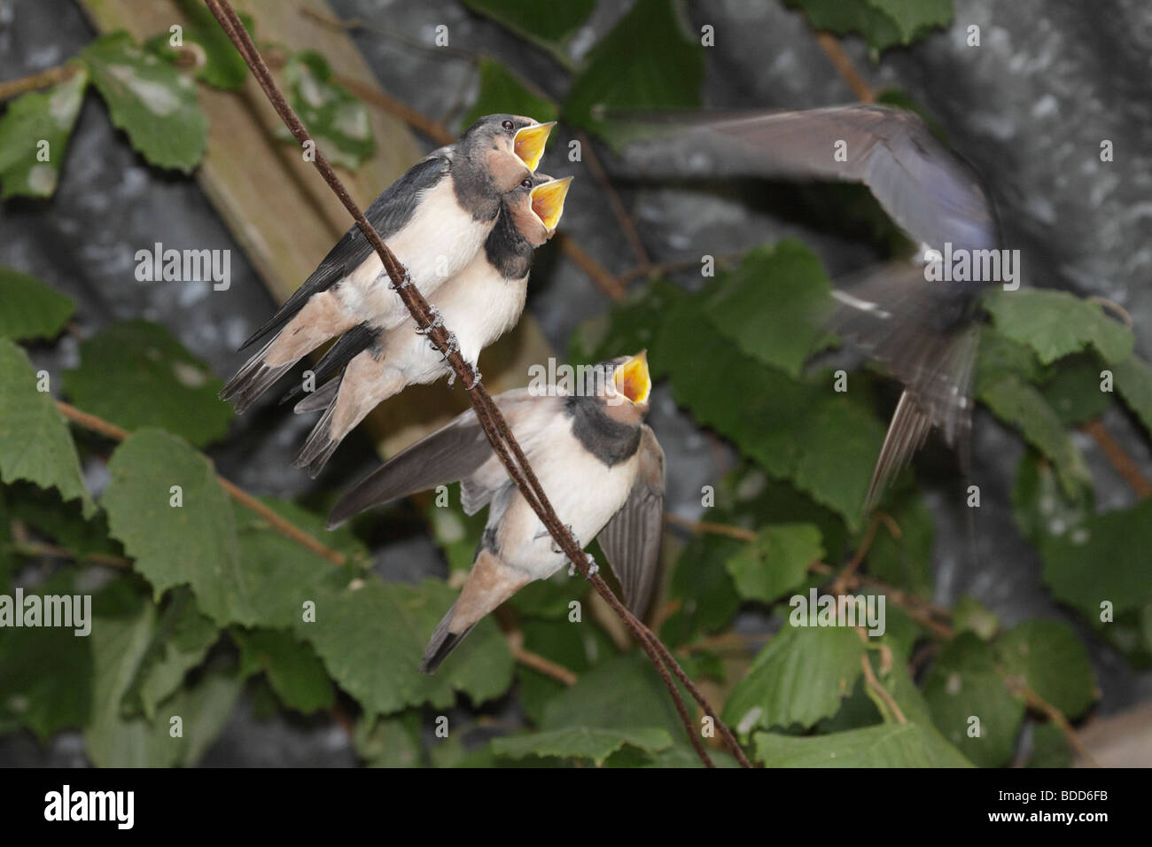 Three Young Swallows on a Wire being Fed, Hirundo rustica, France Stock Photo
