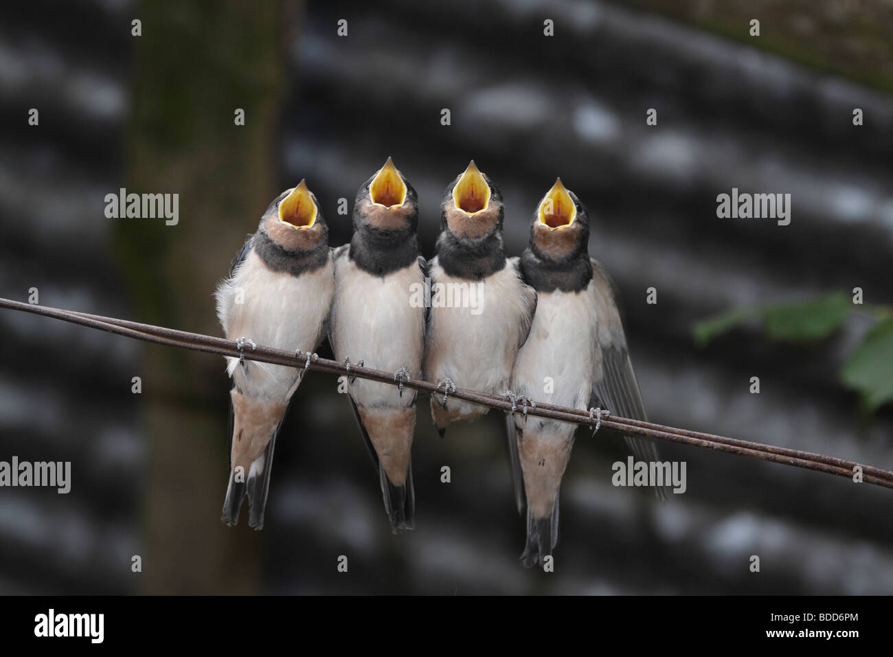 Four Young Swallows on a Wire Waiting for Food, Hirundo rustica, France Stock Photo