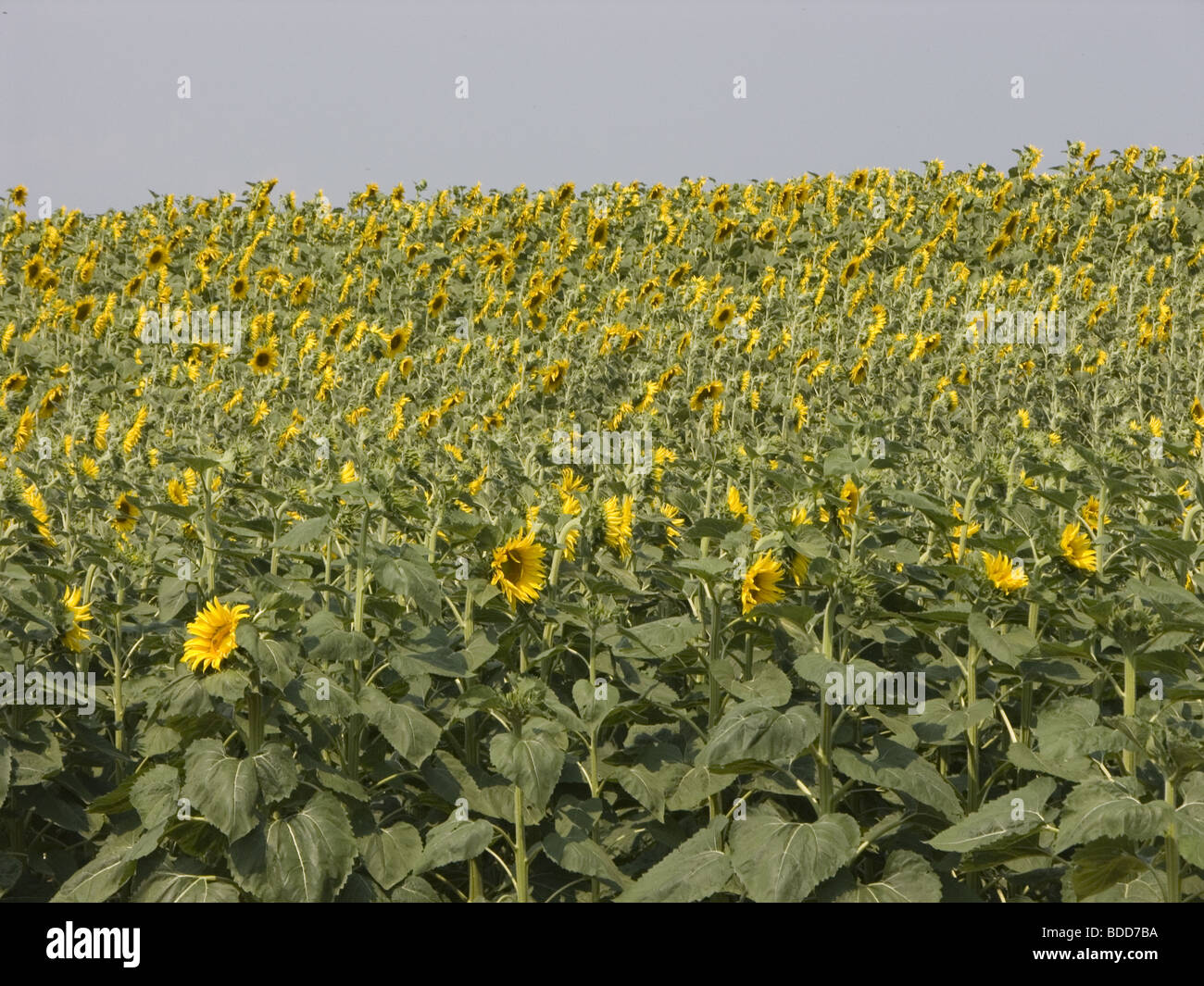 sunflower, sunflowers, crop, field, sunflower oil, plant Stock Photo