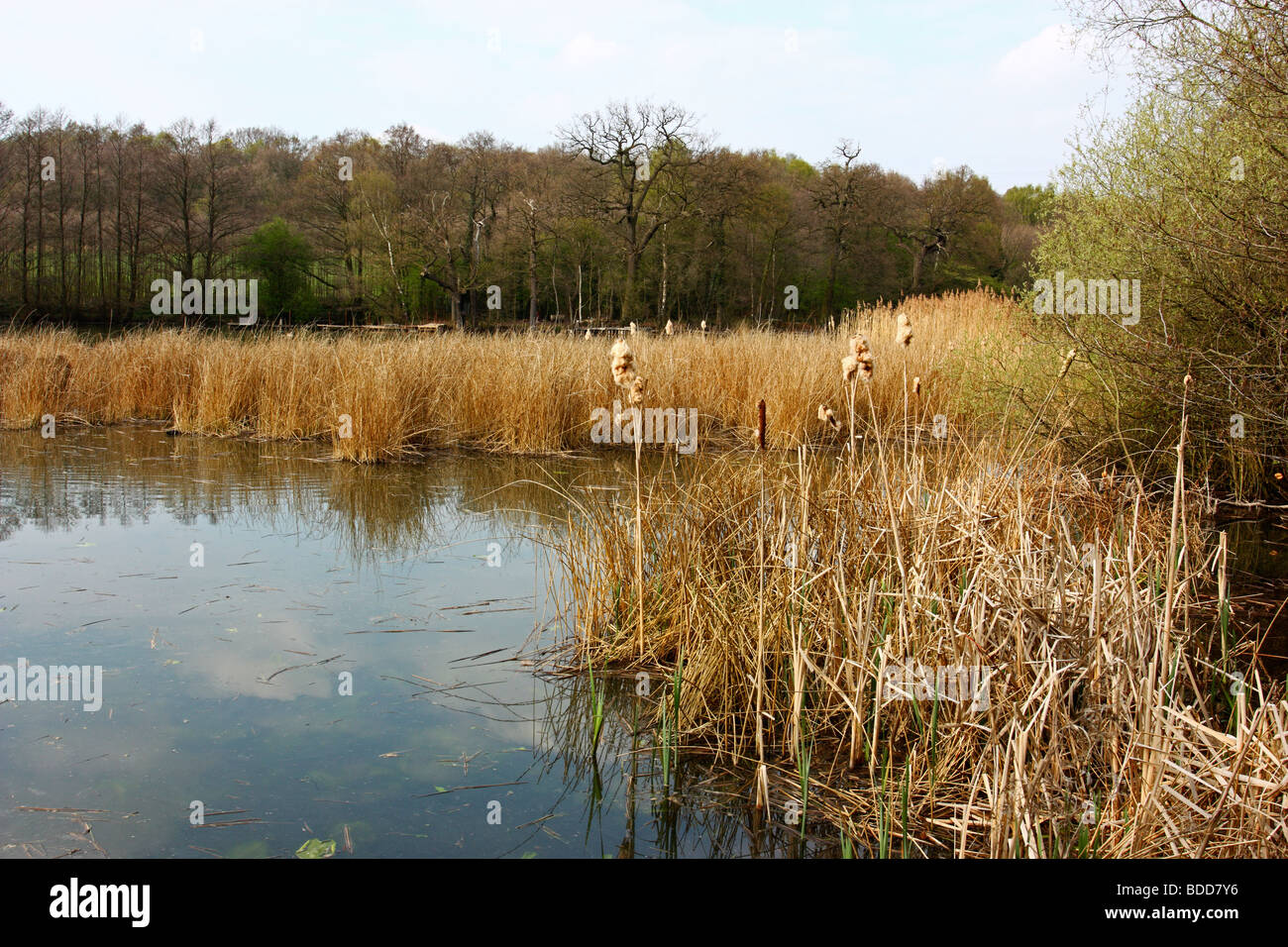 A reed bed on Island Pool, Baggeridge Country Park, Staffordshire, UK Stock Photo
