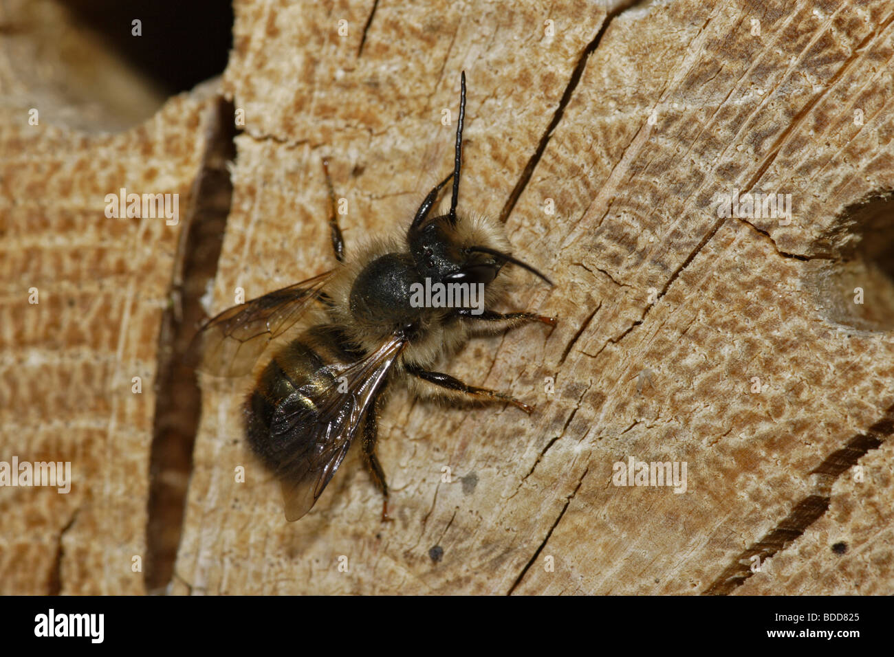 Rote Mauerbiene (Osmia bicornis) - wild bee Stock Photo