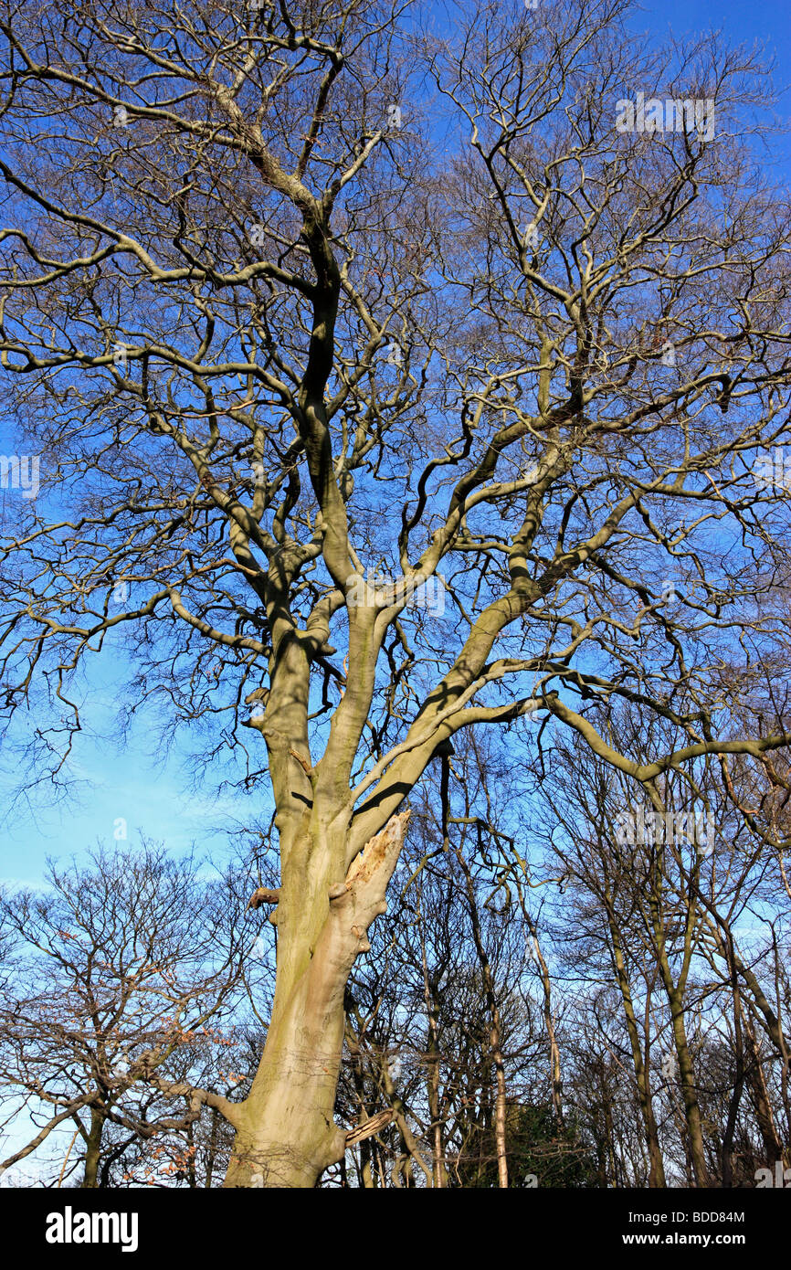 A mature beech tree Stock Photo Alamy