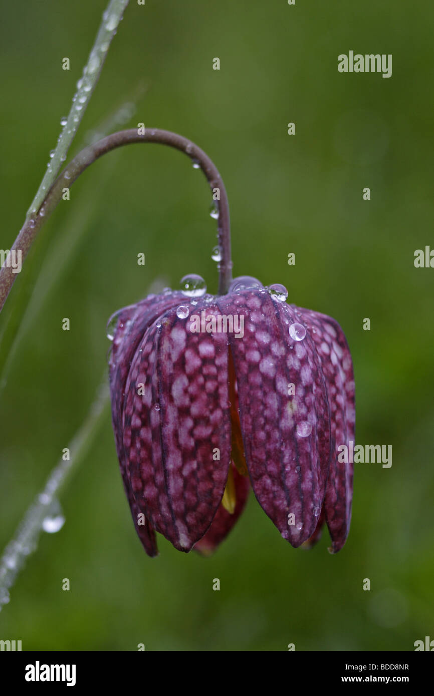 Schachblume fritillaria meleagris hi-res stock photography and images -  Alamy
