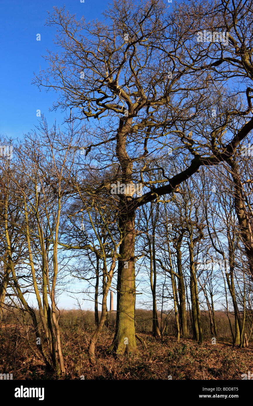 An oak tree in winter Stock Photo Alamy