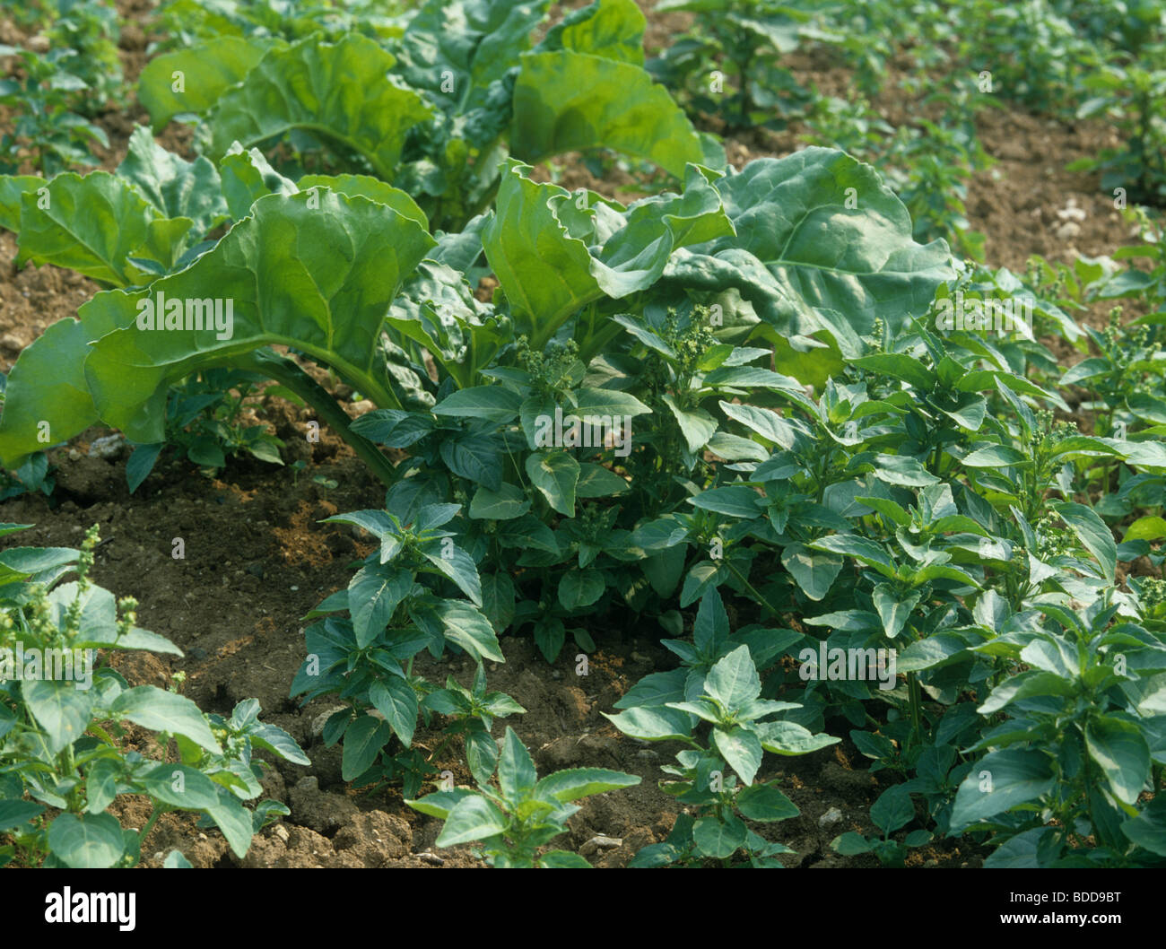 Annual mercury (Mercurialis annua) in young sugar beet crop, France Stock Photo