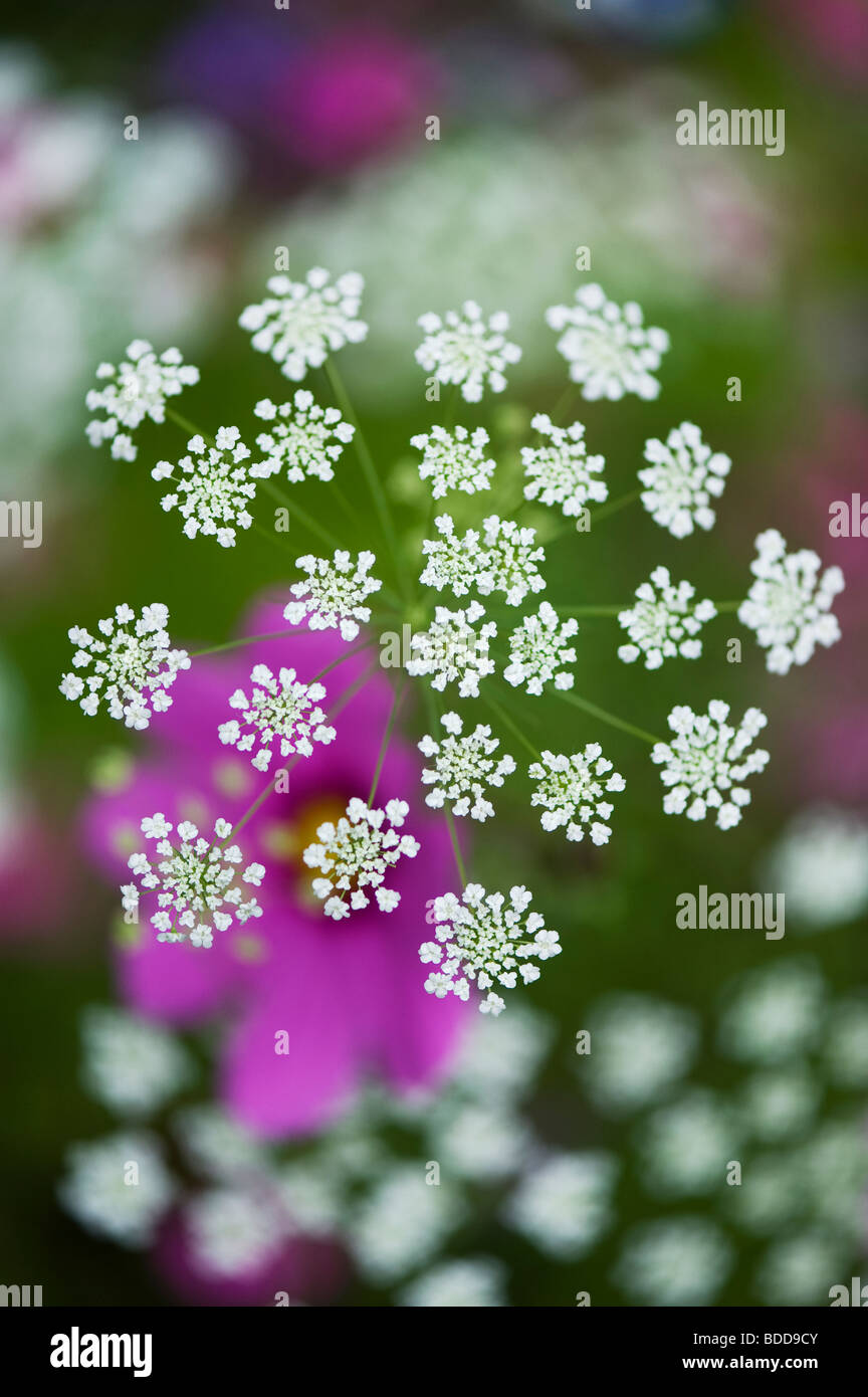 Ammi majus. Bullwart  / Bishops weed flowering in front of cosmos flower Stock Photo