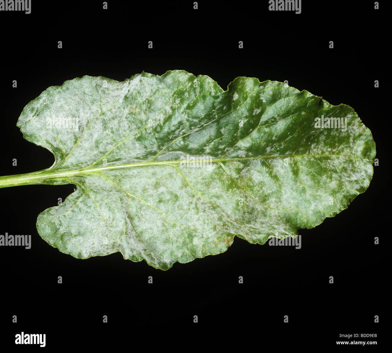 Powdery mildew (Erysiphe betae) infection on a sugar beet leafet Stock Photo