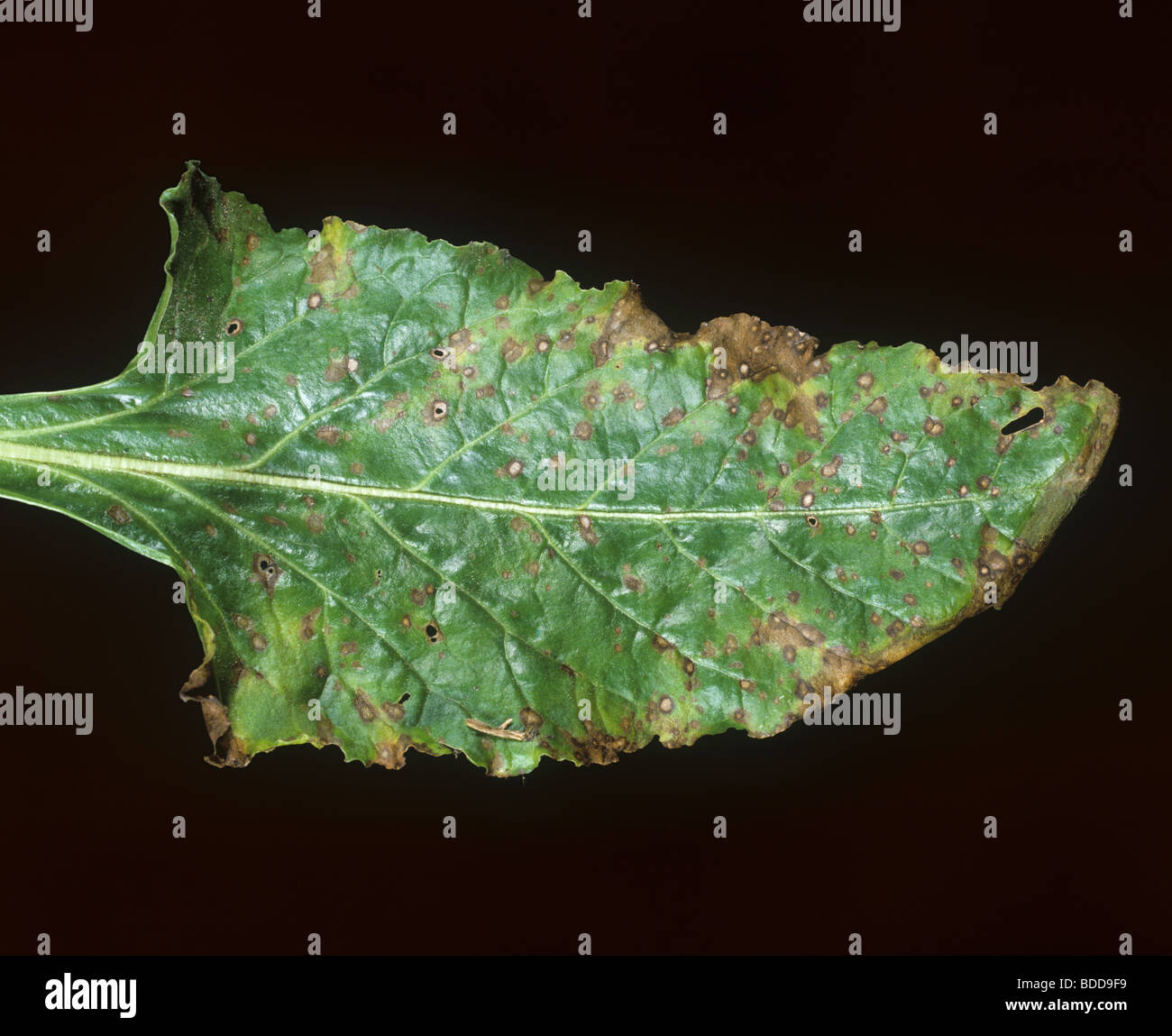 Cercospora leaf spot (Cercospora beticola) infection on a sugar beet leaf Stock Photo