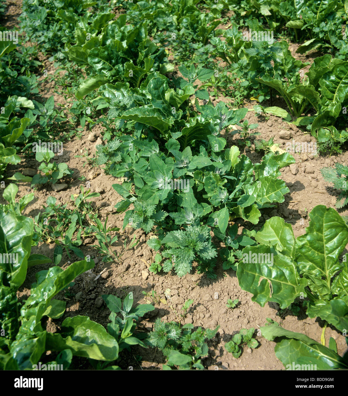 Various broad leaved weeds in rows of a young sugar beet crop Stock Photo