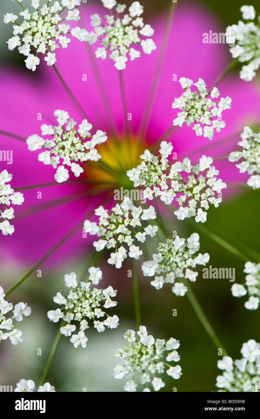 Ammi majus. Bullwart / Bishops weed flowering in front of cosmos flower Stock Photo