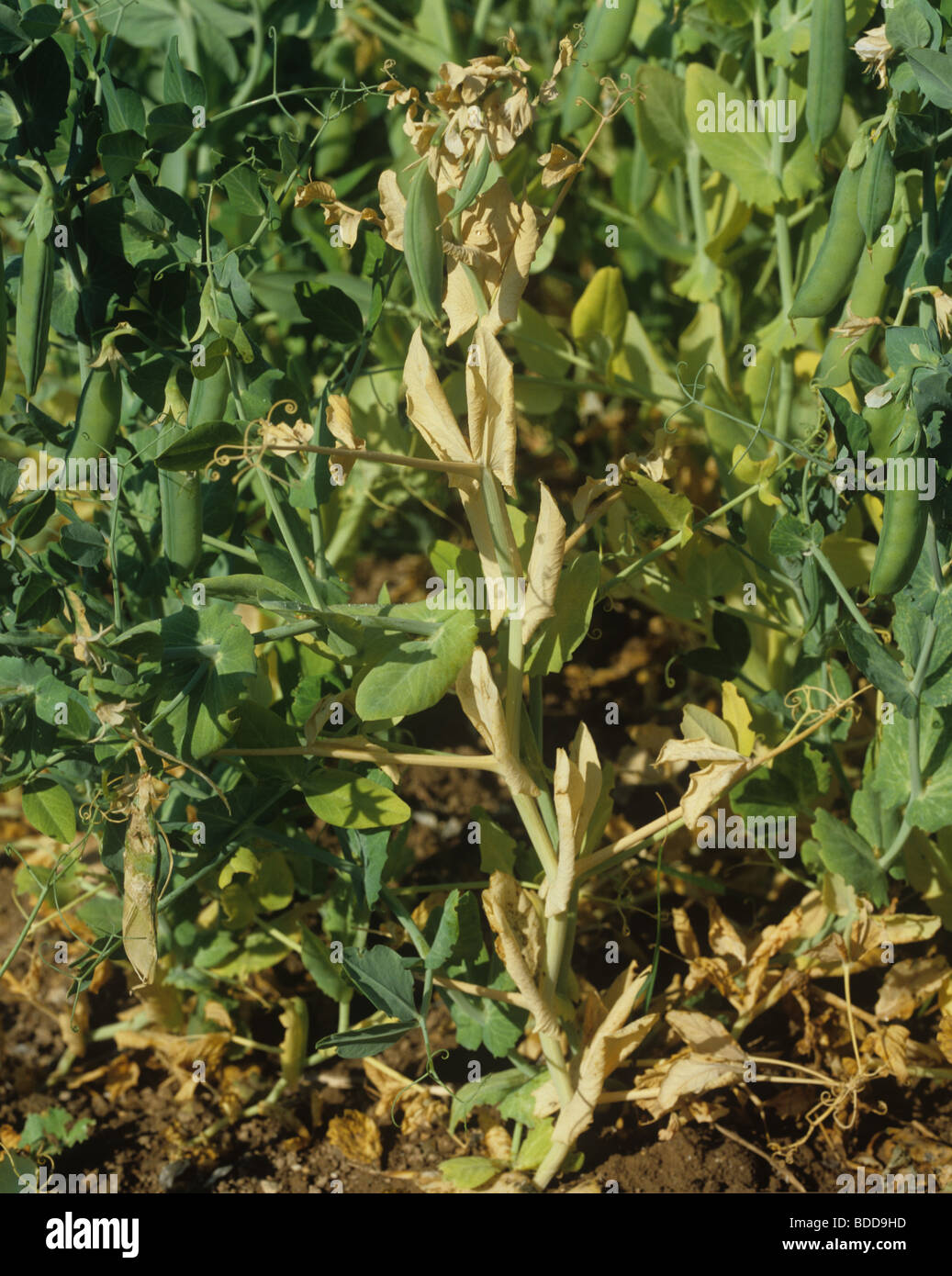 Pea wilt (Fusarium oxysporum) dying pea plant in a crop Stock Photo