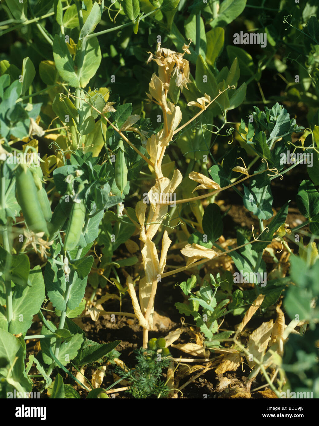 Pea wilt (Fusarium oxysporum) dying pea plant in a crop Stock Photo