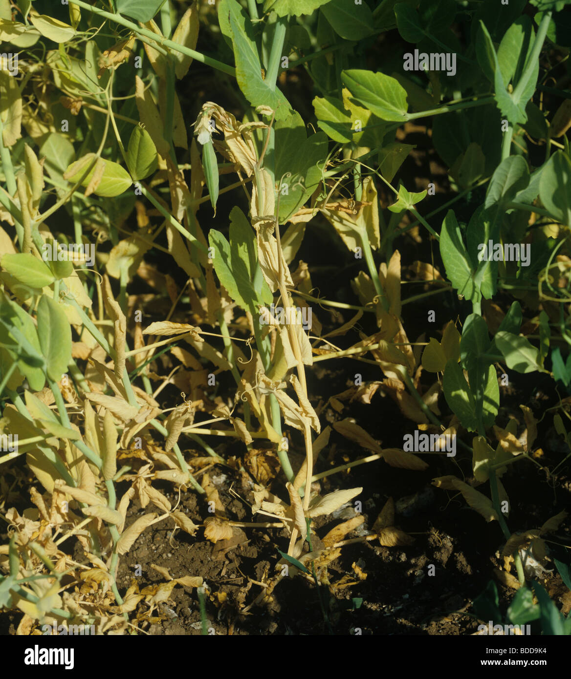 Pea wilt (Fusarium oxysporum) dying pea plant in a crop Stock Photo