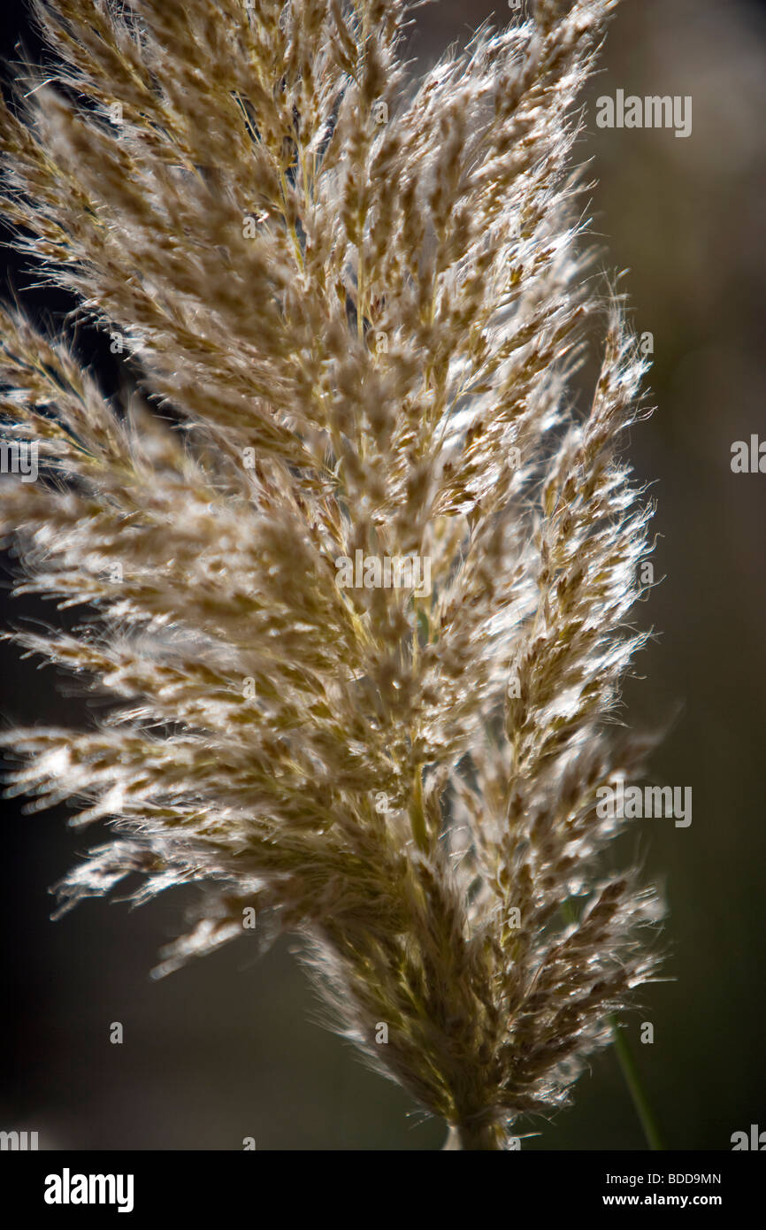 Flower plumes hi-res stock photography and images - Alamy