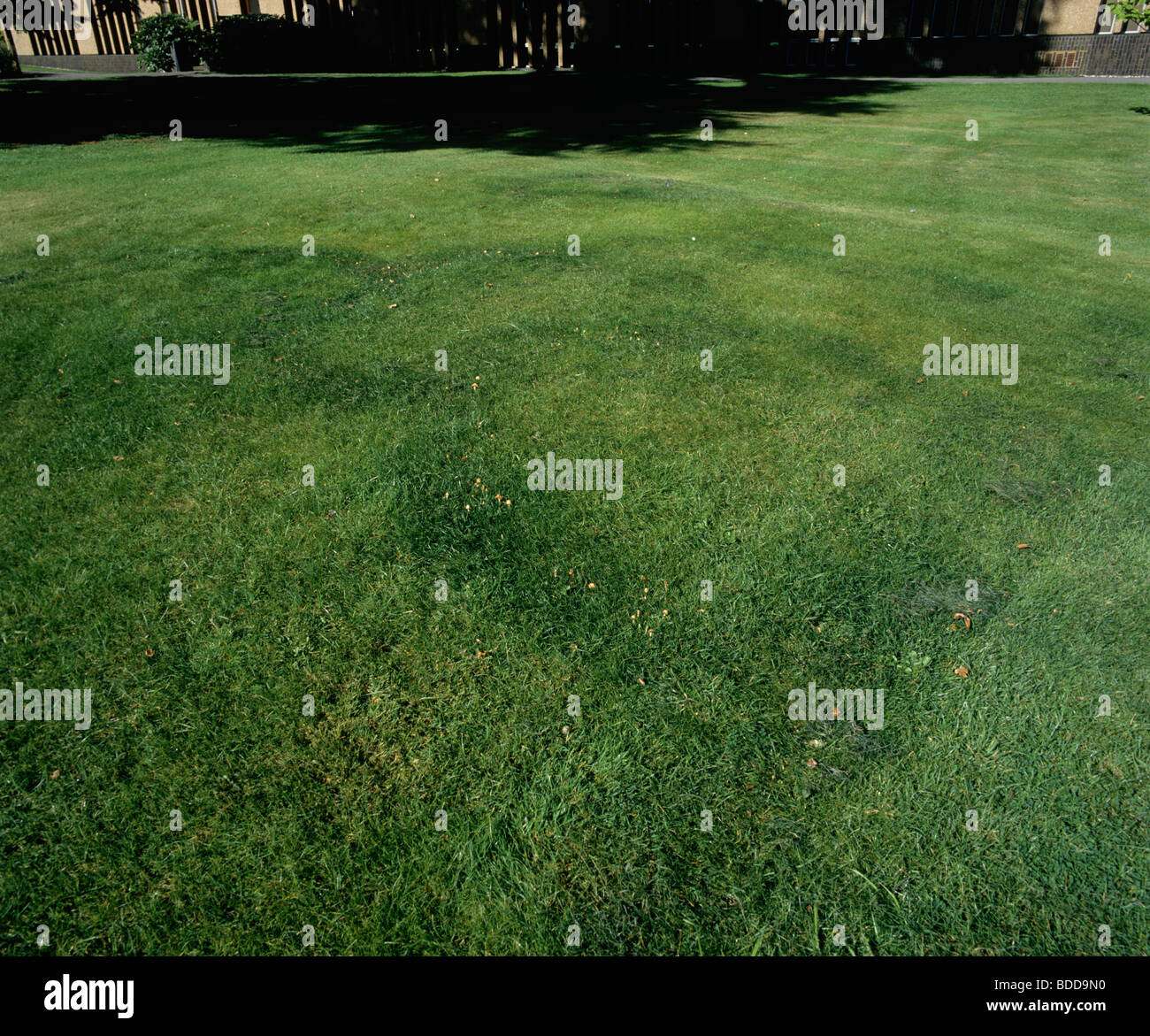 Fairy rings (Marasmius oreades) in a lawn at Reading University Stock Photo