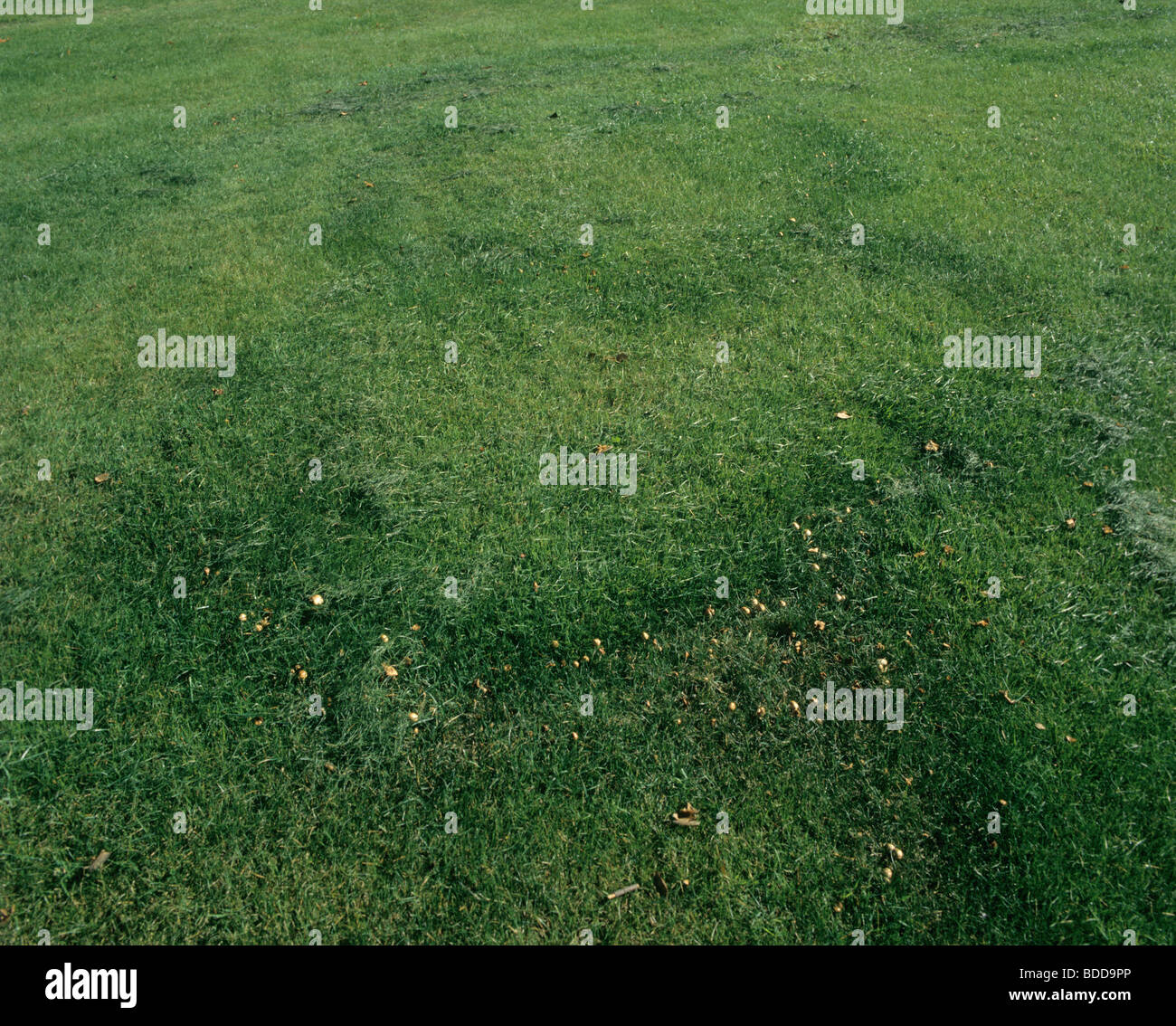 Fairy rings (Marasmius oreades) in lawn at Reading University Stock Photo
