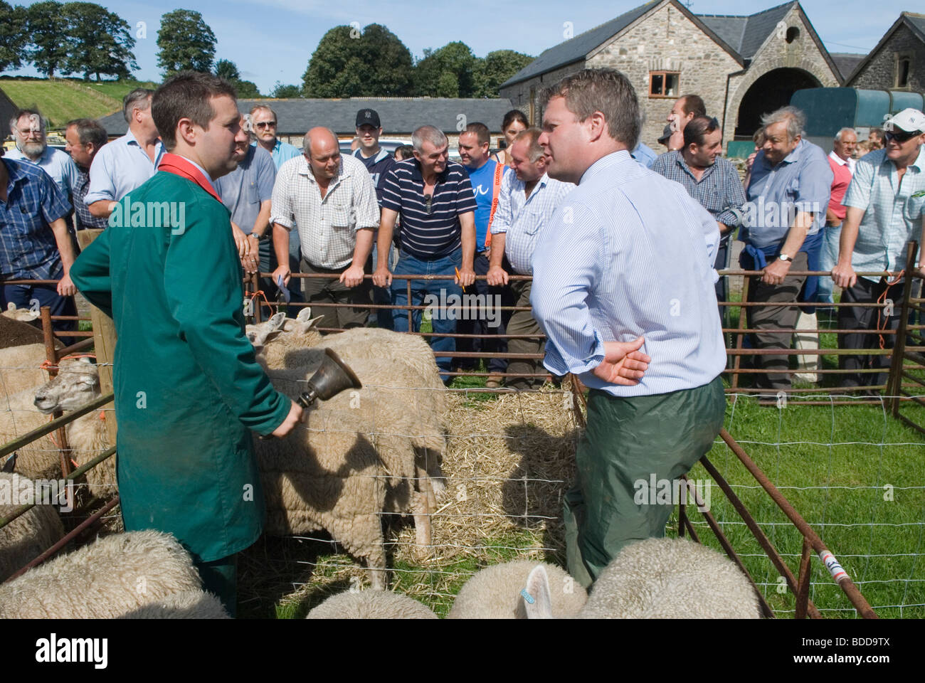 Priddy Somerset Sheep Fair auctioneer ring bell start of auction with assistant  2009 2000s UK HOMER SYKES Stock Photo